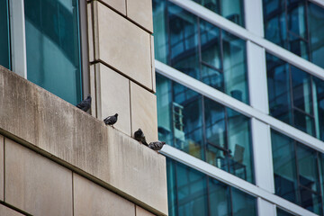 Pigeon, bird, animals standing on wall ledge of office building with blue tinted windows, Chicago - obrazy, fototapety, plakaty