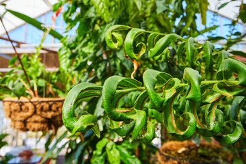 Spiraled Green Ferns in Botanical Garden - Shallow Depth of Field