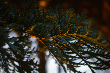 tree