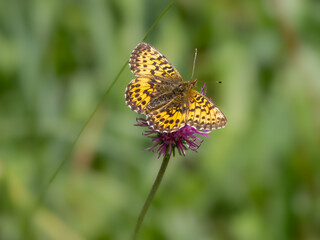 Braunfleckiger Perlmuttfalter (Boloria selene) an Distelblüte