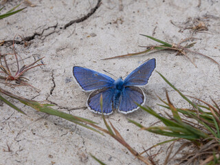 Hauhechel-Bläuling (Polyommatus icarus) auf trockenem Boden