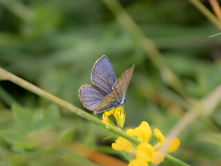 Rotklee-Bläuling (Cyaniris semiargus)