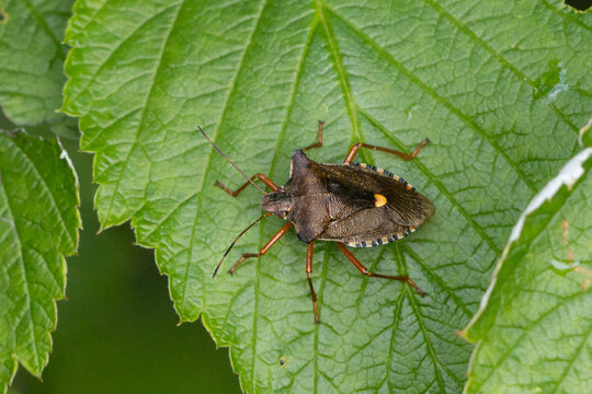 Rotbeinige Baumwanze (Pentatoma rufipes)