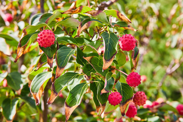 Vibrant Dogwood Berries and Variegated Leaves Close-up