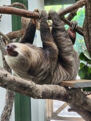Sloth Organism Three-toed sloth Terrestrial animal Wood Snout