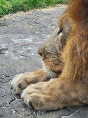 Naklejka premium Carnivore Felidae Terrestrial animal Fawn Plant Whiskers