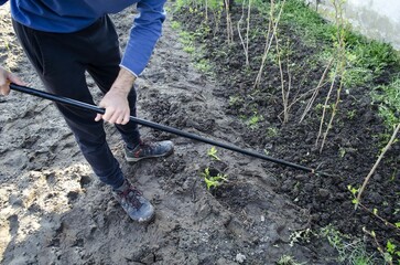 Spring work in the vegetable garden.  Loosening the soil, weeding between raspberry bushes.  A man...
