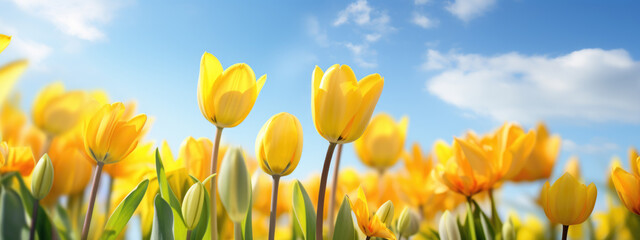 Bright and colorful field of blooming yellow and white tulips under a clear blue sky with the sun shining vividly above.