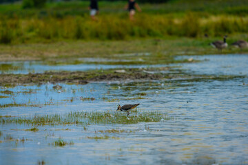 Northern Lapwing Vanellus vanellus wading in shallow water.