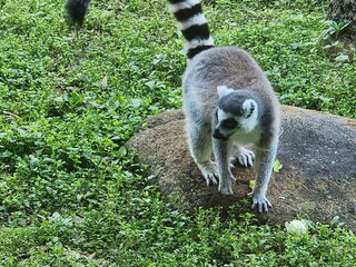 Primate Lemur Plant Grass Terrestrial animal Groundcover © Zombie Bunny