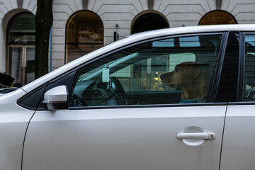 Dog driver waiting in a car for the next passenger.