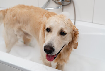Golden Retriever Dog Enjoys A Bath In A White Tub