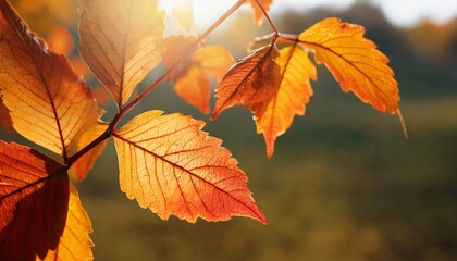 bright background autumn season leaves close up with backlight as a background template or web banner for the design of the autumn theme