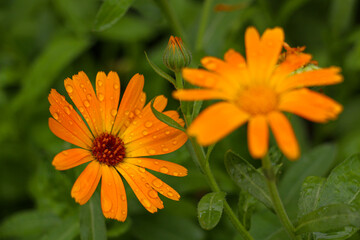 Great looking orange calendula flower with water drops on it