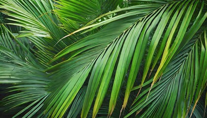 abstract palm leaf texture nature background tropical leaf
