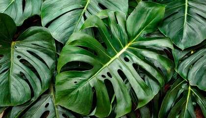 closeup nature view of tropical green monstera leaf and palms background flat lay fresh wallpaper banner concept