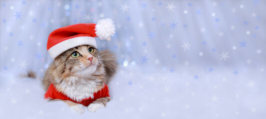 Kitten on a white background. Happy New Year. Merry Christmas. Web banner. Copy space. Cat in a Xmas red hat. Snowflake. Ready postcard 2024. Cat
in Santa costume. Greeting card