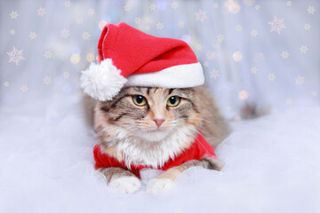 Kitten on a white background. Happy New Year. Merry Christmas. Web banner. Copy space. Cat in a Xmas red hat. Snowflake. Ready postcard 2024. Cat
in Santa costume looks at the camera. Greeting card