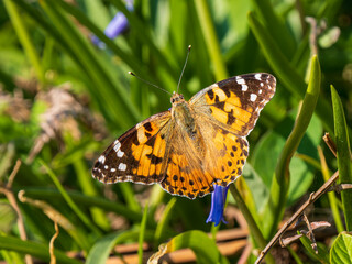Painted Lady Butterfly on a Bluebell