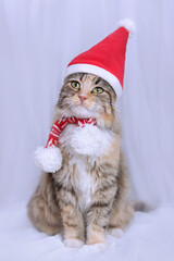 Kitten on a white background. Happy New Year. Merry Christmas. Web banner. Copy space. Cat in a Xmas red hat. Snowflake. Ready postcard 2024. Cat
in Santa costume looks at the camera. Greeting card