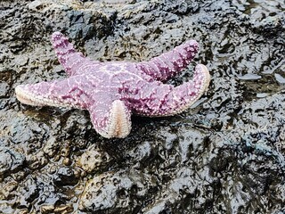 Marine invertebrates Starfish Gesture Road surface Asphalt Water - obrazy, fototapety, plakaty