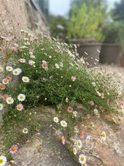 the road in the forest