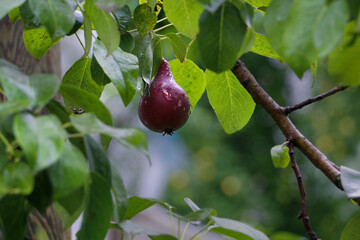 Organic pears on the branch of wonderful looking red pear (Starkrimson) with raindrops on it