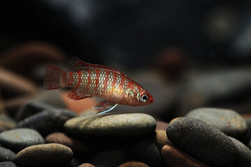 The scarlet badis (Dario dario) from Northern india