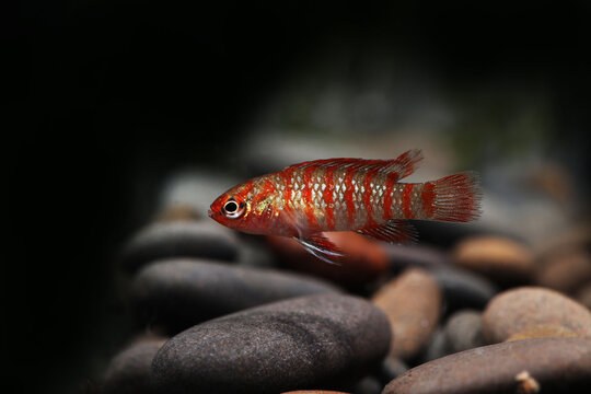 scarlet badis (Dario dario) from Northern india