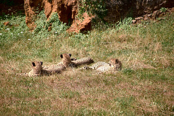 Three gepards lying on the grass of the savannah © Raul