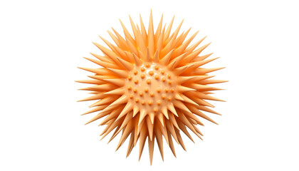 3D Sea urchin PNG / Transparent