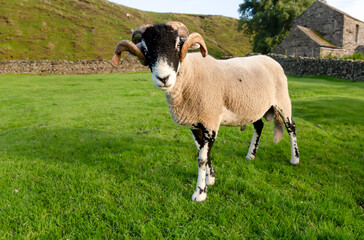 Obraz premium Close up of a fine Swaledale ram in summer, looking at the camera with two curly horns. Swaledale sheep are native to the Yorkshire Dales, UK. Horizontal. Space for copy