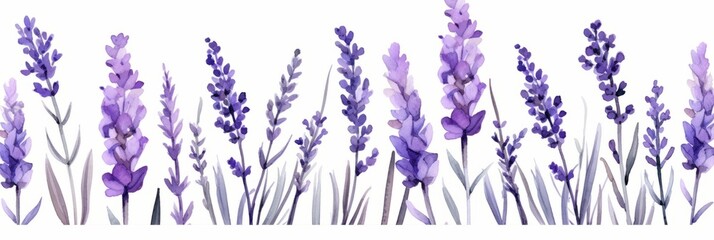 Blooming lavender bouquet isolated on white background, banner watercolor illustration - obrazy, fototapety, plakaty