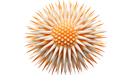 3D Sea urchin PNG / Transparent - Powered by Adobe