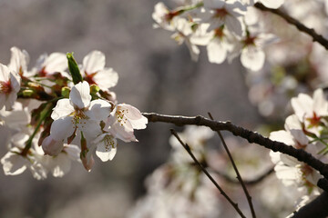 Background material photo of a close-up of cherry blossoms in full bloom