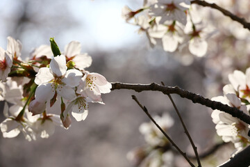 Background material photo of a close-up of cherry blossoms in full bloom