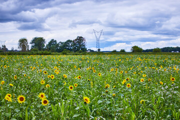 Sunflower Field with Cloudy Sky and Electricity Pylons - Countryside View