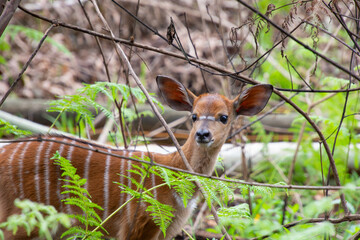 Pretty specimen of a nyala antelope in the bush of South Africa