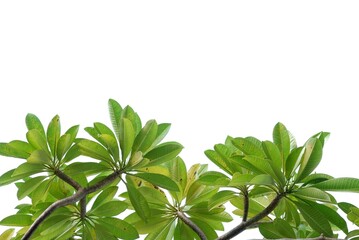 A plumeria flower plant with leaves branches on white isolated background with copy space 