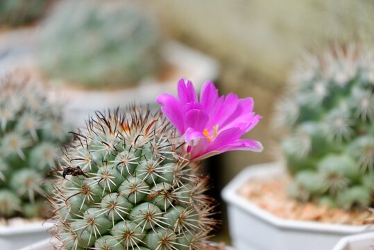 A sweet purple cactus flower blossom in a botanical garden with blurred green nature background 