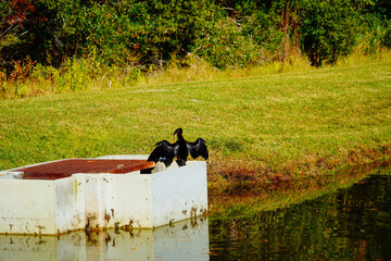 A Florida community pond in winter	
