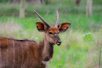 Pretty specimen of a nyala antelope in the bush of South Africa