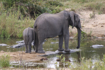 Elephant in the Water, Kruger National Park, South Africa.