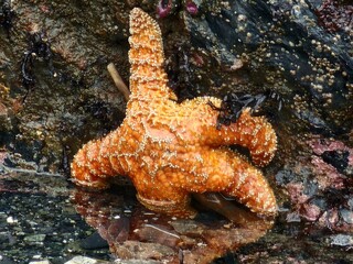 Marine invertebrates Starfish Water Organism Underwater Marine biology