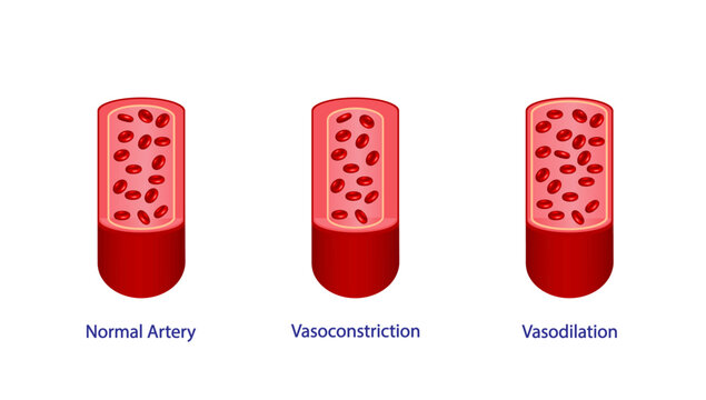 Arterial vasoconstriction and vasodilation. Cross section of arteries. Comparison of normal, constricted, and dilated blood vessels. Scientific Diagram. Vector illustration.