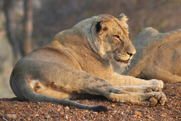Wild Lioness in the Bushveld, South Africa