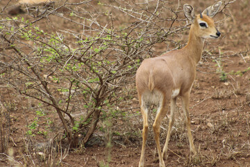 Naklejka na ściany i meble Beautiful Little Steenbok in the Bushveld, in South Africa