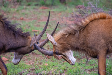 Pretty specimen of a black antelope (Sable) in the bush of South Africa