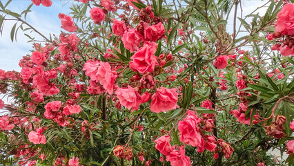 Tree filled with lots of red flowers. Sweet oleander