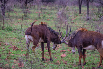 Pretty specimen of a black antelope (Sable) in the bush of South Africa